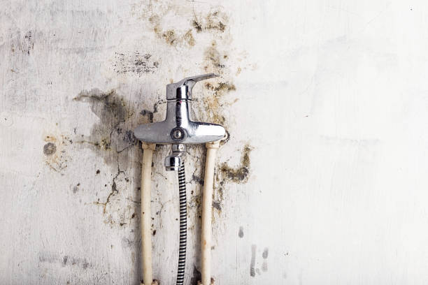 Best Black Mold Removal  in Landing, NJ