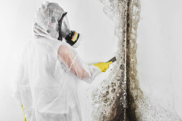Best Crawl Space Mold Removal  in Landing, NJ