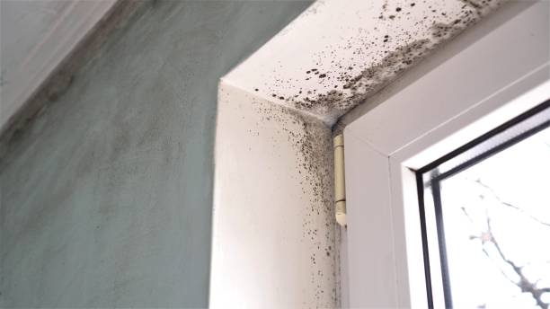 Best Black Mold Removal  in Landing, NJ