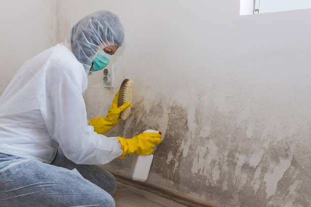Best Toxic Mold Removal  in Landing, NJ