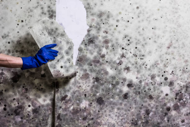 Best Commercial Mold Removal  in Landing, NJ