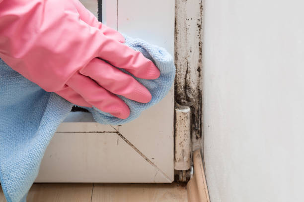 Best Commercial Mold Removal  in Landing, NJ