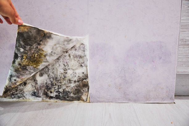Best Certified Mold Removal  in Landing, NJ